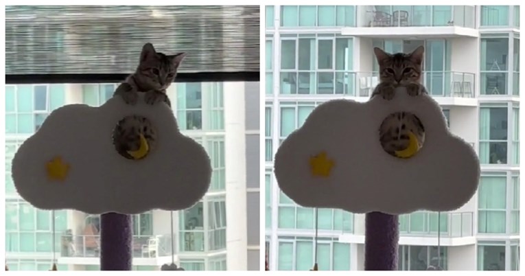 VIDEO Mačka svakog jutra učini istu stvar, vlasnica kaže: "Nadzire me"