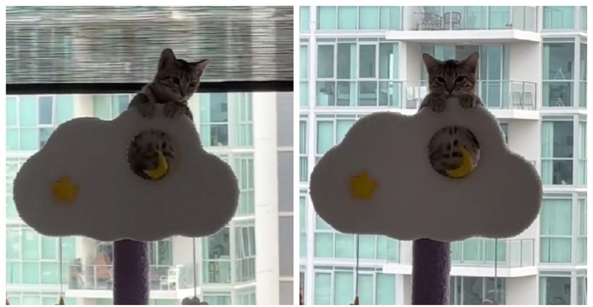 VIDEO Mačka svakog jutra učini istu stvar, vlasnica kaže: "Nadzire me"