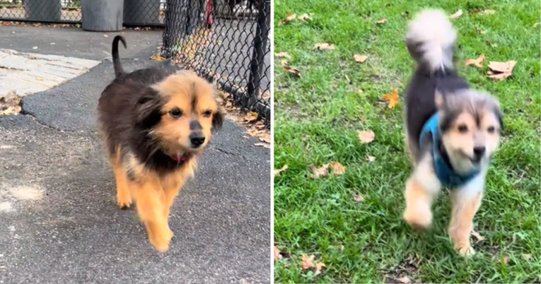 Pogledajte nevjerojatnu transformaciju psa samo četiri mjeseca nakon što je udomljen