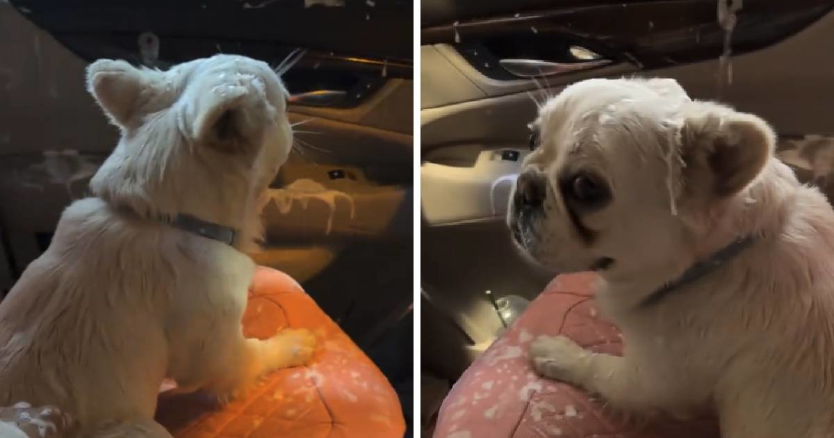 Otišla s psom u autopraonicu, nije se mogla nositi s onim što je učinio