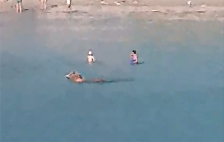 VIDEO Kupače na Visu iznenadilo s kim se ovaj čovjek zaputio u more