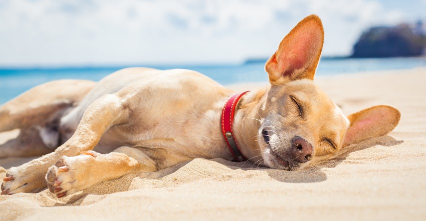 Na vrijeme prepoznajte simptome toplinskog udara i sunčanice kod pasa