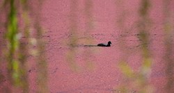 Jezera u Argentini postala ružičasta, ekolozi zabrinuti