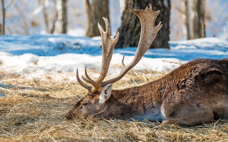 Kod Đakova s mrtvog jelena ukrao rogove vrijedne 8000 eura