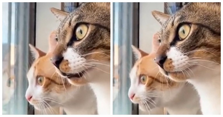 Dvije mačke gledaju kroz prozor i "razgovaraju", snimka je nasmijala društvene mreže
