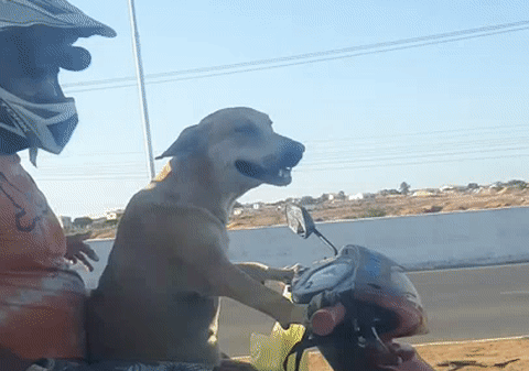 Umirao od smijeha na scenu s ceste, i vi ćete kad vidite psa kako vozi motor