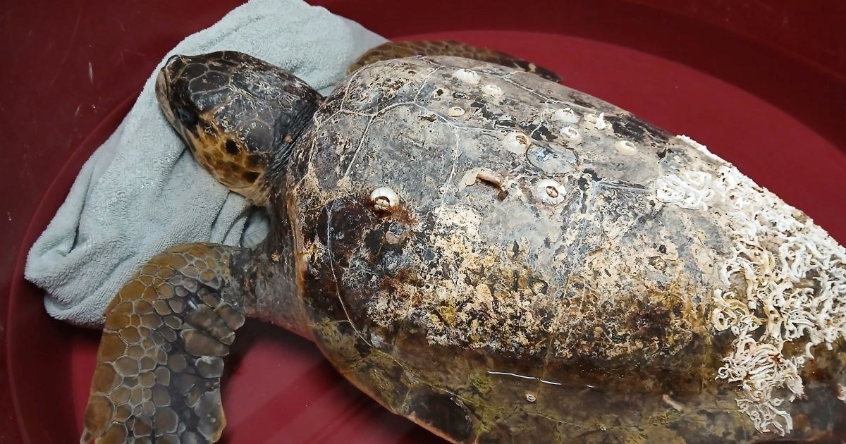 U pulsko oporavilište stigla glavata želva, u kritičnom je stanju