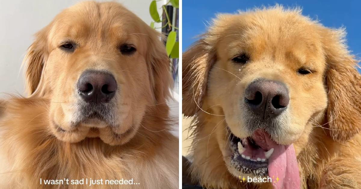 Tužnom zlatnom retriveru raspoloženje je popravio odlazak na plažu (i nama bi)