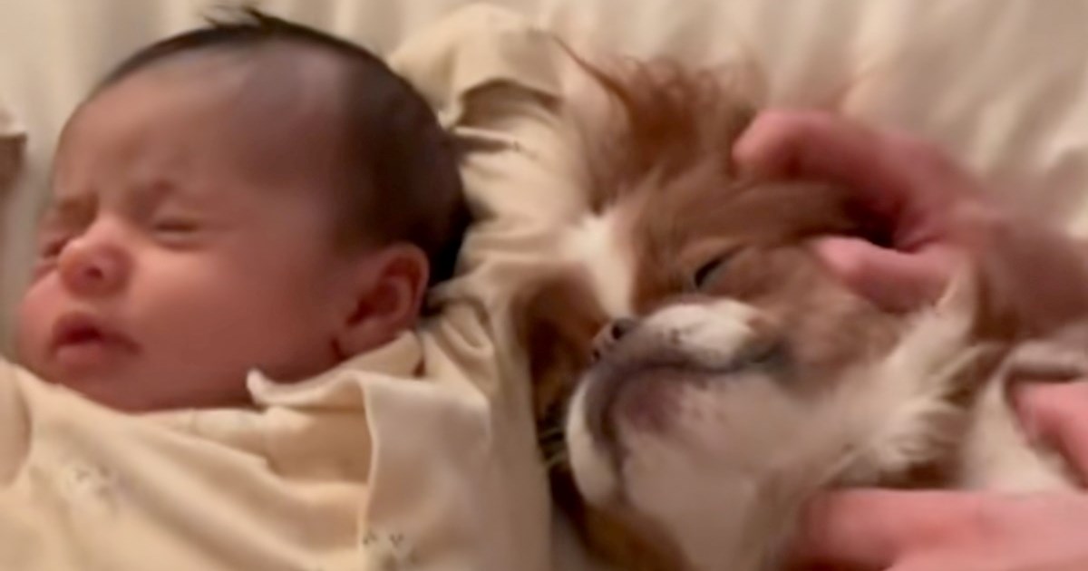 Pas kihnuo bebi u lice, reakcija roditelja je urnebesna