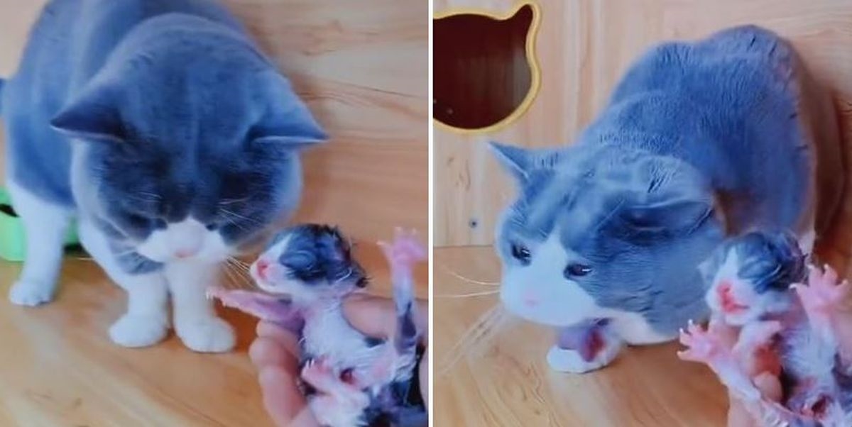Tata mačak prvi se put susreo s mačićem, njegova reakcija mnoge je nasmijala