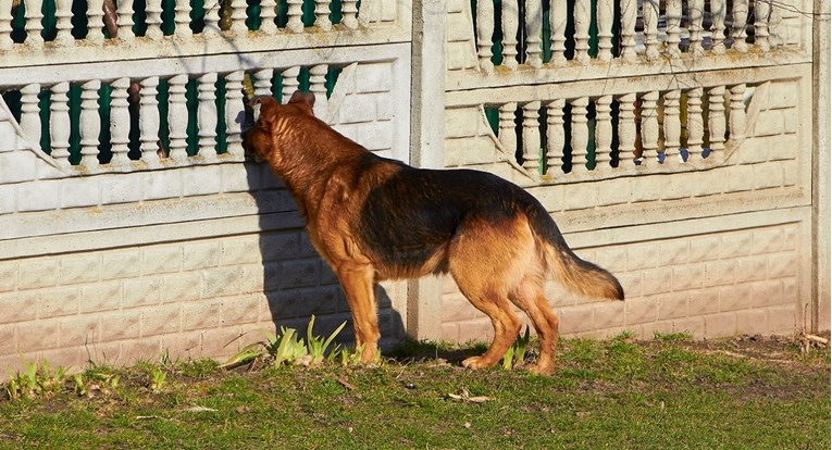 Upucao i ubio psa uz kuću kod Rogoznice