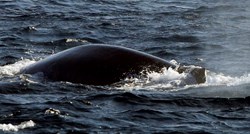Na australsku obalu se nasukalo 14 mladih kitova, uginuli su