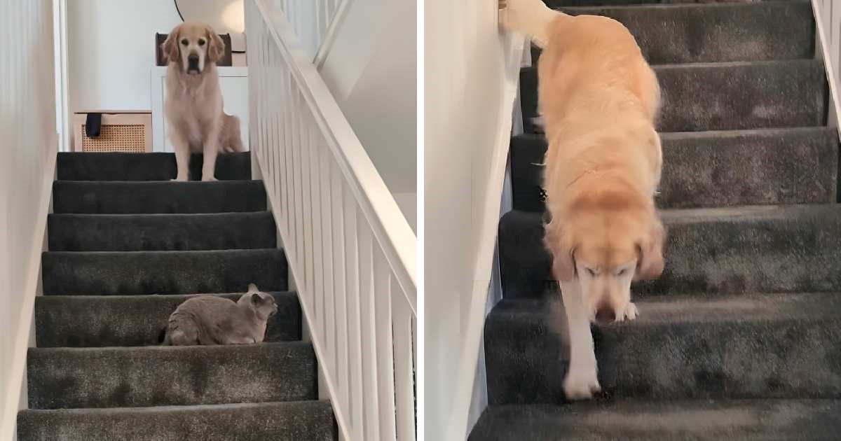 Preslatka zlatna retriverica postala je hit zbog načina na koji silazi niz stepenice
