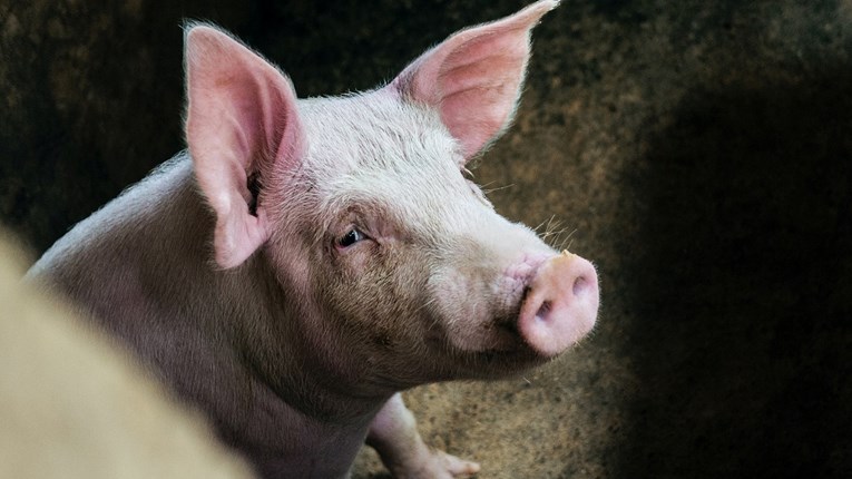 Svinja ubila mesara u klaonici u Kini