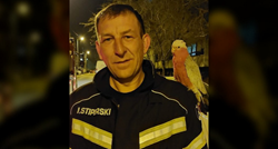 Neobična intervencija zagrebačkih vatrogasaca: Na Vrbanima spuštali papigu s bora
