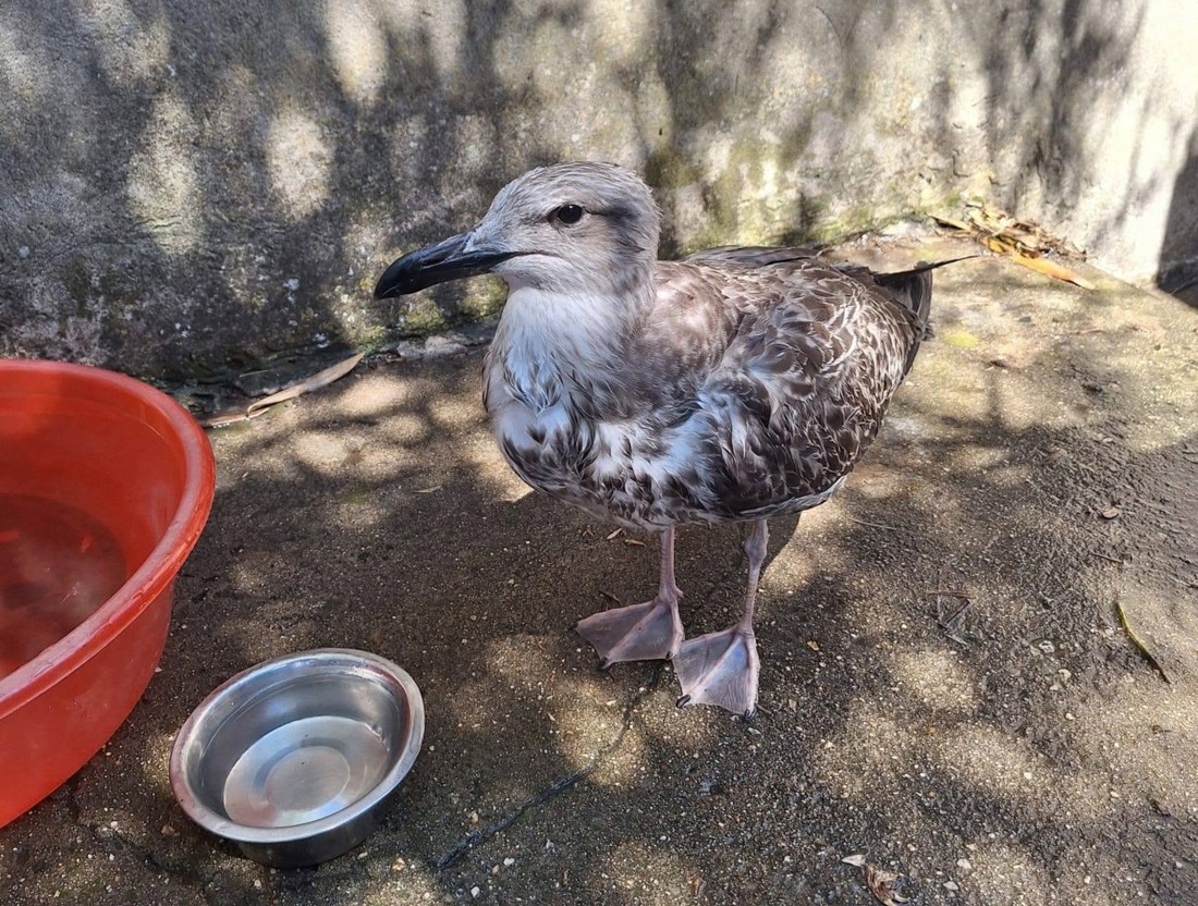 Mladi galeb nije mogao jesti danima, veterinarka otkrila što mu je zapelo u grlu