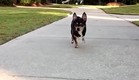 Biste li ikada udomili pse koje su udomili ovi ljudi?