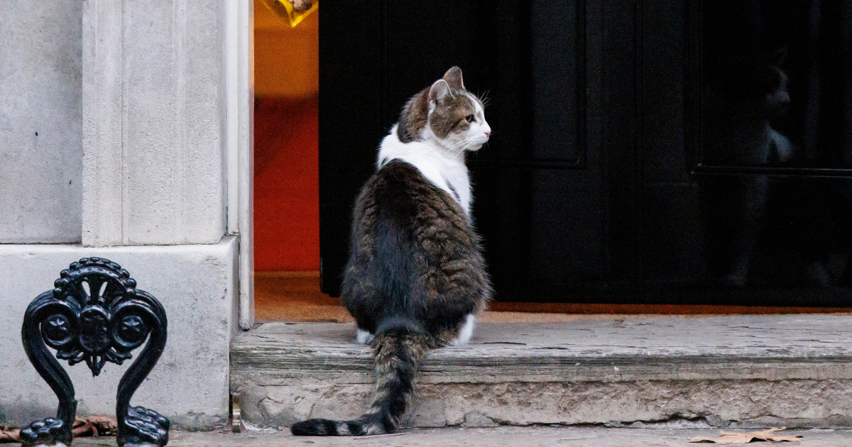 Vladari se mijenjaju, mačak ostaje: Larry iz Downing Streeta čeka svog 6. premijera