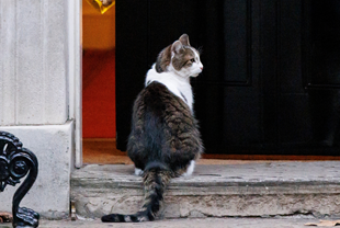 Britanski premijeri se mijenjaju, ali mačak ostaje: Larry iz Downing Streeta je hit
