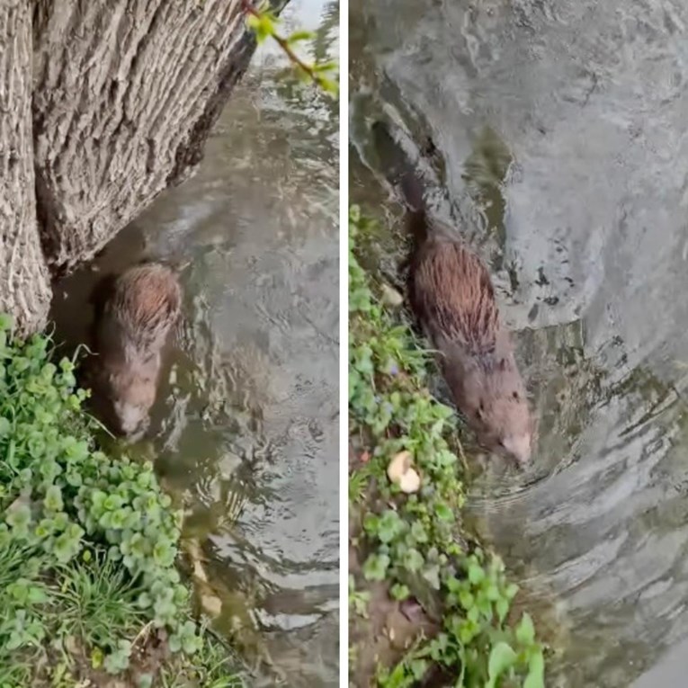 Dabar koji je nedavno pronađen na cesti u Zagrebu pušten je na slobodu