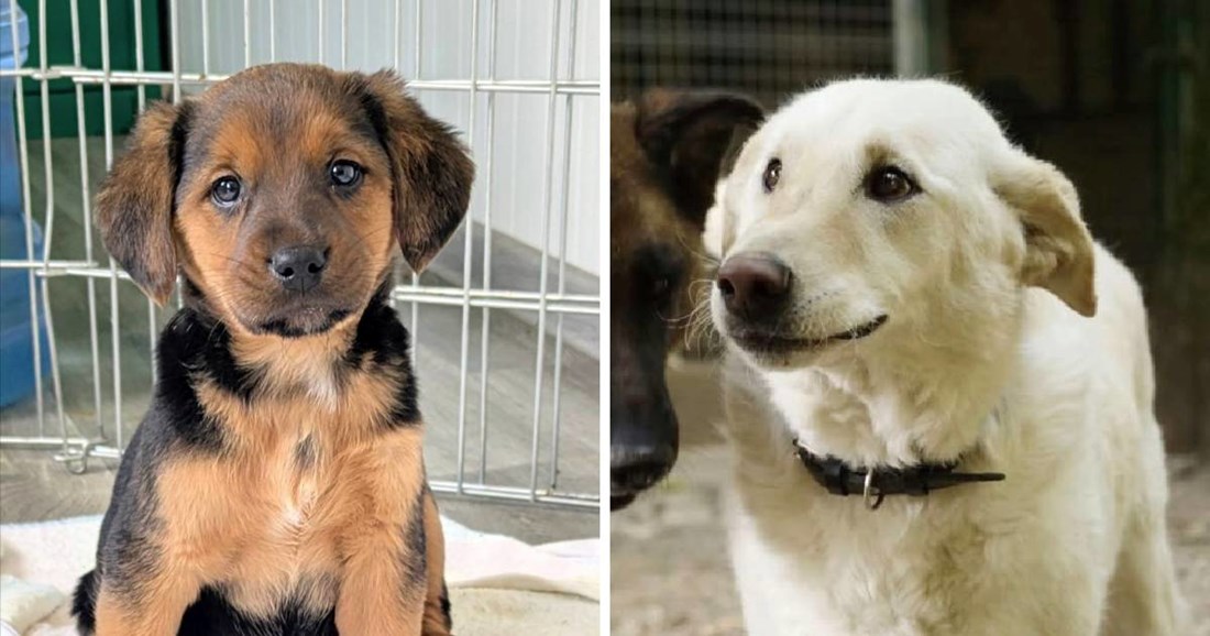 Svjetski dan napuštenih životinja: Tisuće njih Uskrs će dočekati u skloništima