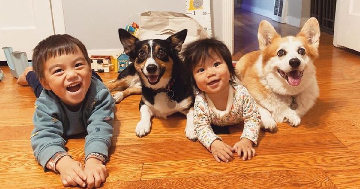 Ovi korgiji najbolje su dadilje. Neprestano brinu o svojim malim ukućanima