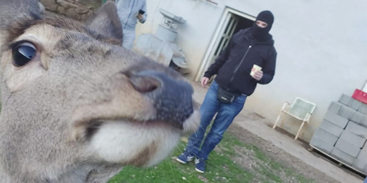 Video iz Vrpolja nasmijao Dalmatince: "Srna tuče huligana"