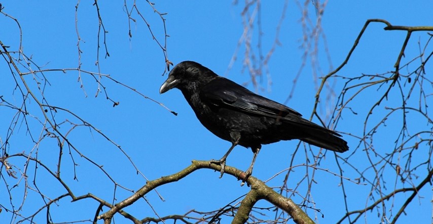 Najezda vrana u njemačkom gradu, doveli američkog jastreba da ih promatra