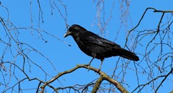 Najezda vrana u njemačkom gradu, doveli američkog jastreba da ih promatra
