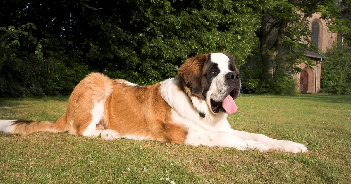 Vlasnica pokazala kako izgleda život s mladim bernardincem, snimka je hit