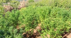 Na Visu otkrivena plantaža marihuane, pogledajte fotografije