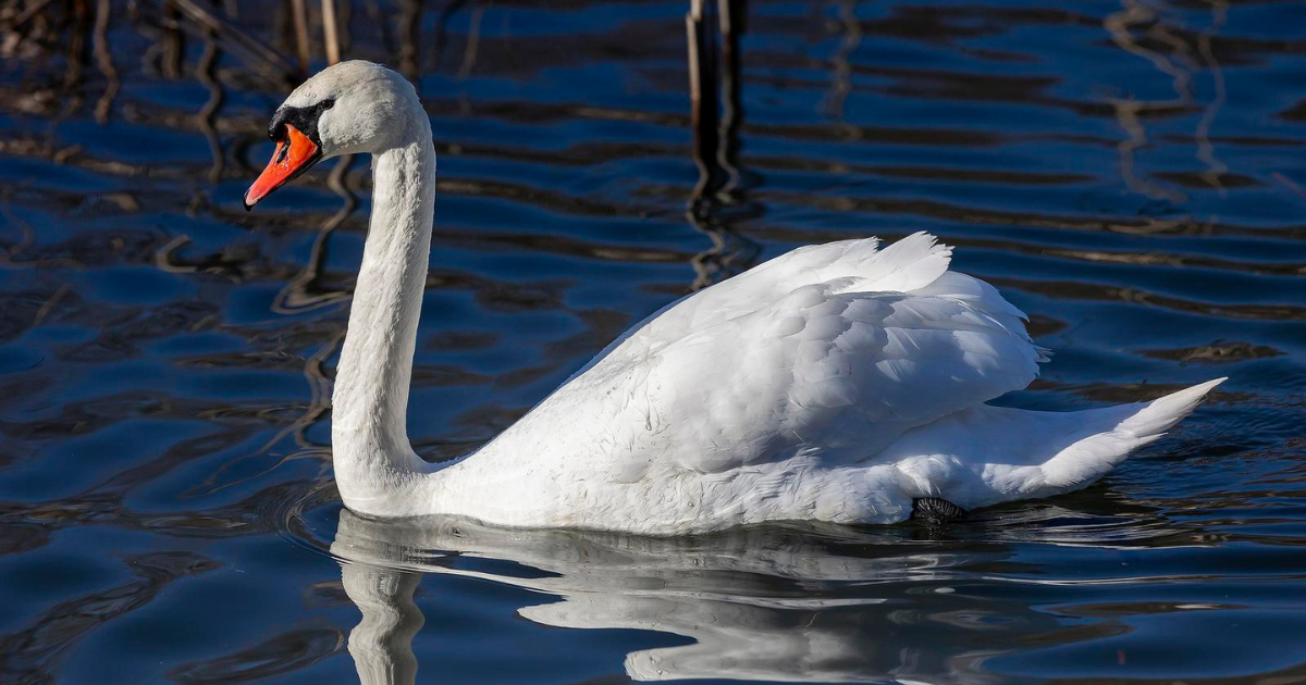 FOTO Ovaj labud je uživao u sunčanom danu u Kopačkom ritu