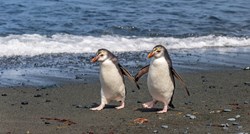 Jedinstveni su: Neke vrste pingvina s jednim partnerom ostaju cijeli život