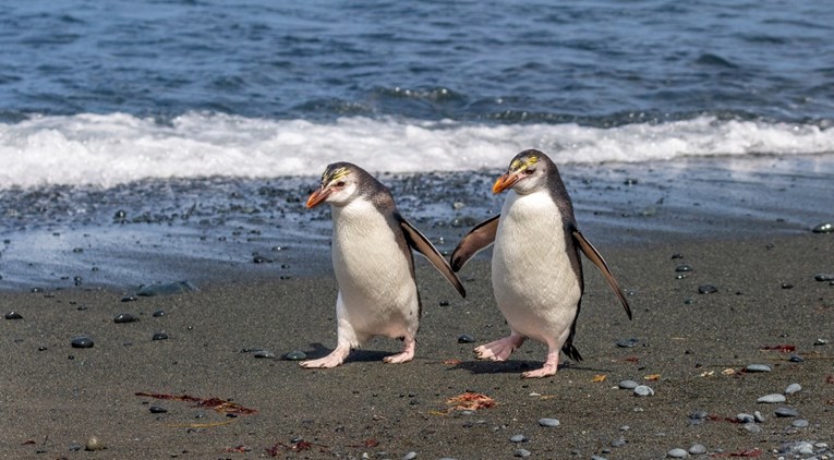 Jedinstveni su: Neke vrste pingvina s jednim partnerom ostaju cijeli život