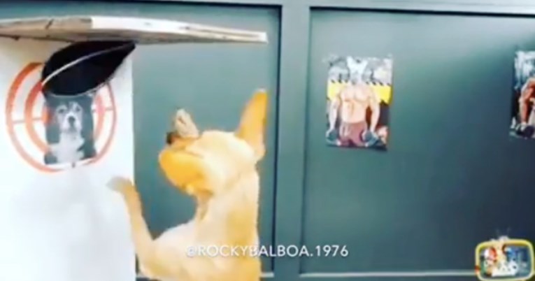 Pas koji trenira kao Rocky Balboa zaludio je fitness fanatike