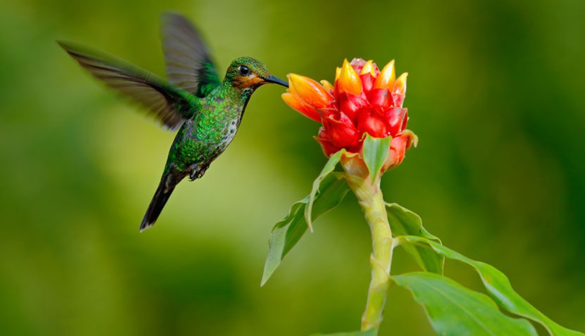 Dok su ljudi u karanteni, životinje i biljke ponovno otkrivaju slobodu
