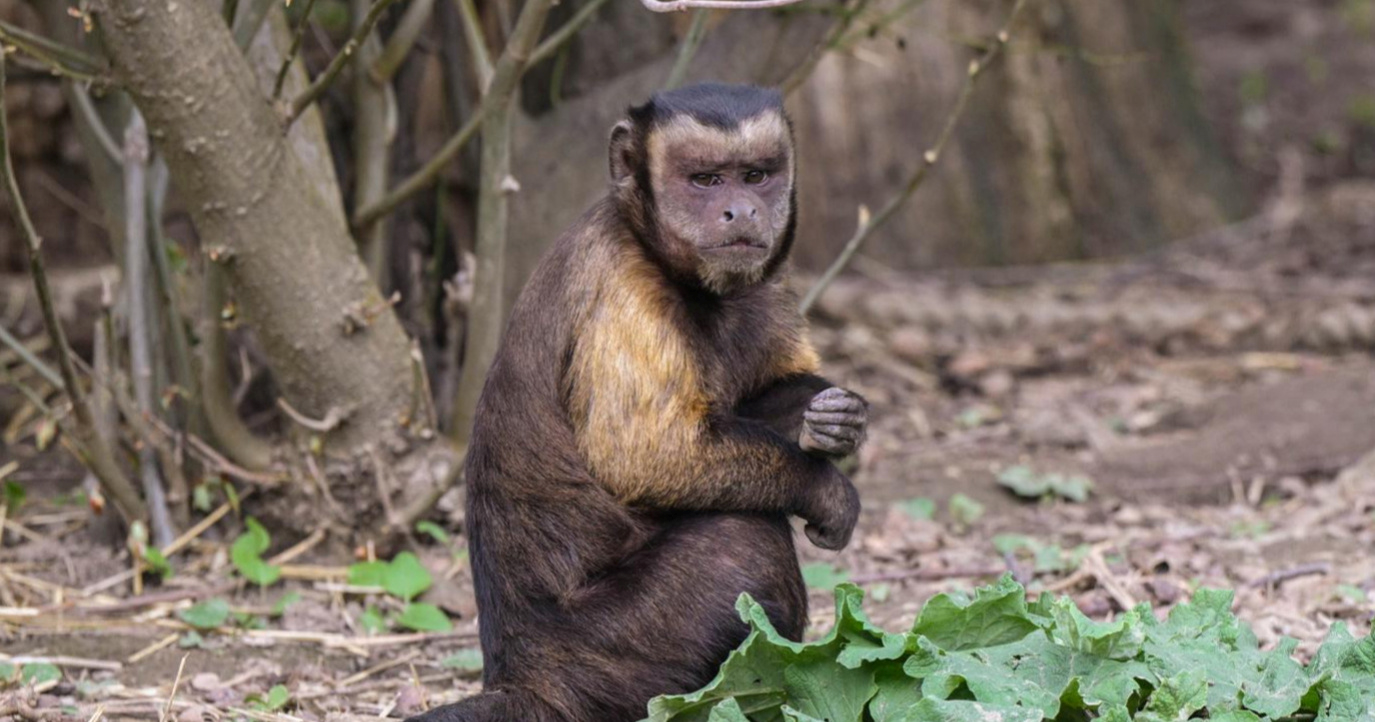 FOTO Životinje u zagrebačkom ZOO-u izgledaju tromo na ovaj tmurni dan. Suosjećamo