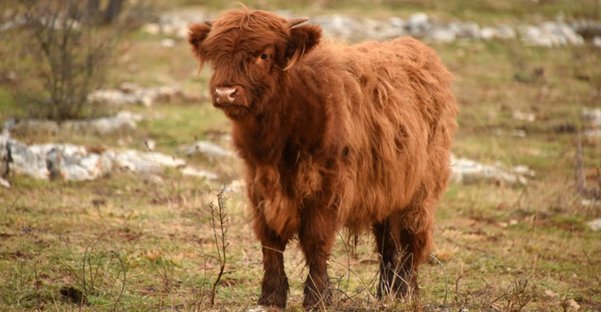 FOTO Škotsko visinsko govedo svojim izgledom privlači pažnju, ima ih i u Istri