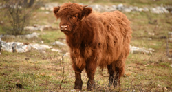 FOTO Škotsko visinsko govedo svojim izgledom privlači pažnju, ima ih i u Istri