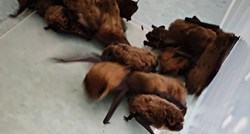 Dvadeset šišmiša upalo u zagrebačku bolnicu