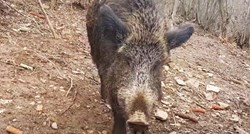 U Benkovcu lovio divlje svinje u noći, ulovila ga policija