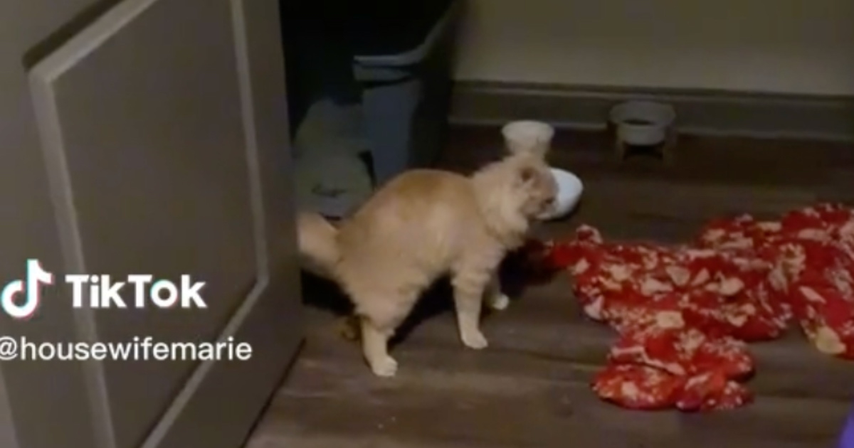 Mačka obavila veliku nuždu nasred kuhinje pa nasmijala milijune