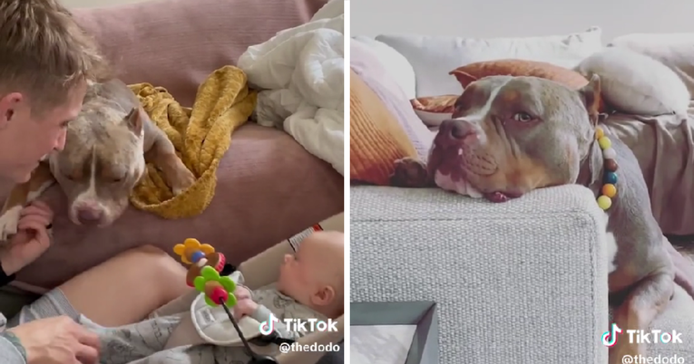 VIDEO Pas nije bio sretan kad je u obitelj došla beba, preselio se spavati na kauč