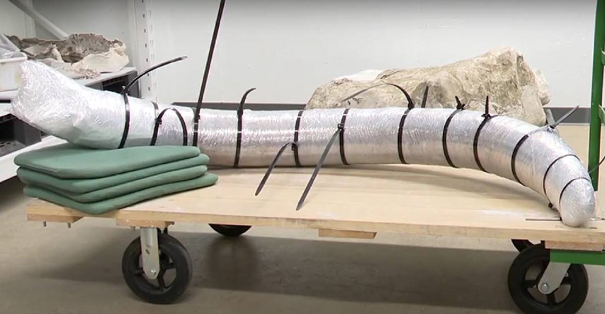 VIDEO U rudniku u SAD-u pronađena kljova mamuta stara najmanje 10.000 godina