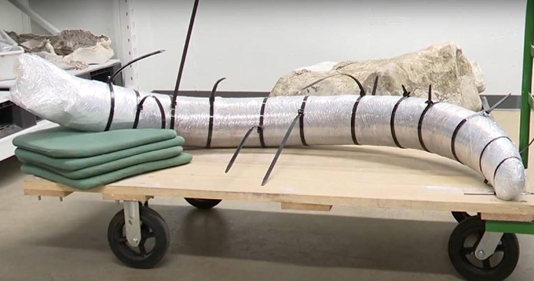 VIDEO Rudari u SAD-u slučajno pronašli kljovu mamuta, dugačku dva metra