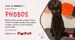 Preslatki mačić Phobos traži novi dom u koji će donijeti radost i veselje