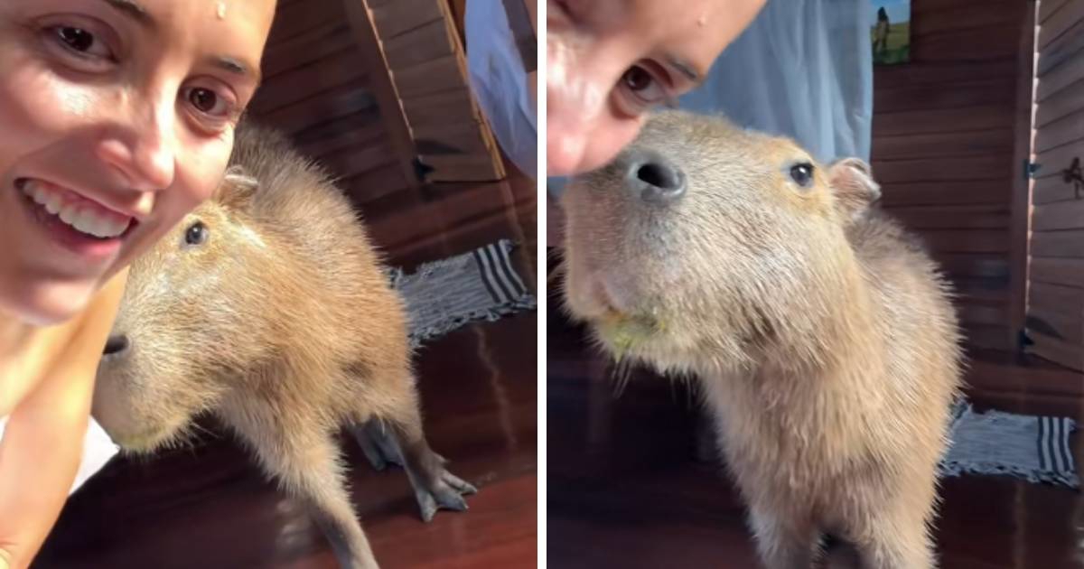 Nakon tuširanja u hotelskoj sobi zatekla kapibaru, neobičan prizor snimila je kamerom