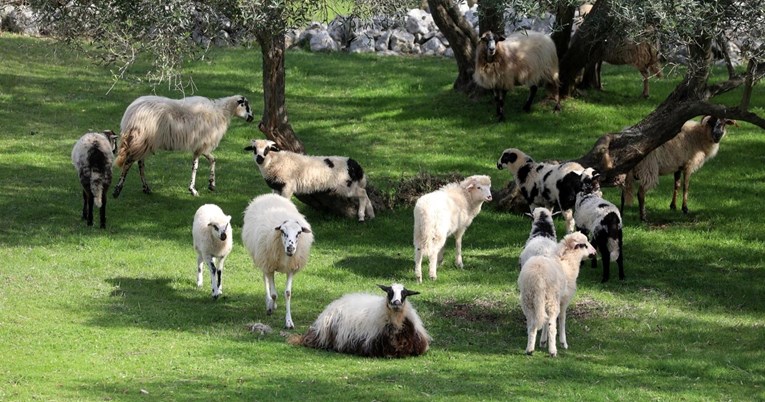 U Istri se pojavila bolesti plavog jezika, pronađena kod osam stada ovaca