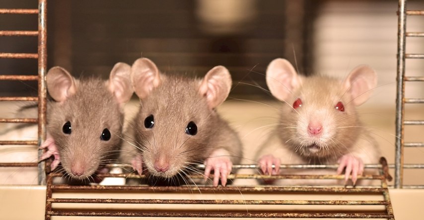 Zapanjujuće saznanje o empatiji kod štakora donosi odlične vijesti za ljude