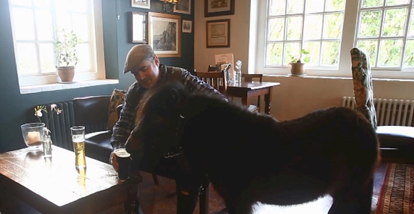Šetlandski poni obožava pivo i rado odlazi u lokalni pub